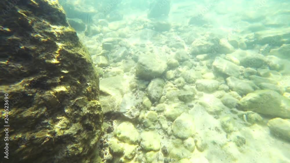 first-person view, a man swims under water looking at the underwater world and small tropical fish first-person view, a man swims under water looking at the underwater world and small tropical fish