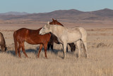 Beautiful Wild Horses in the Utah Desert in Winter