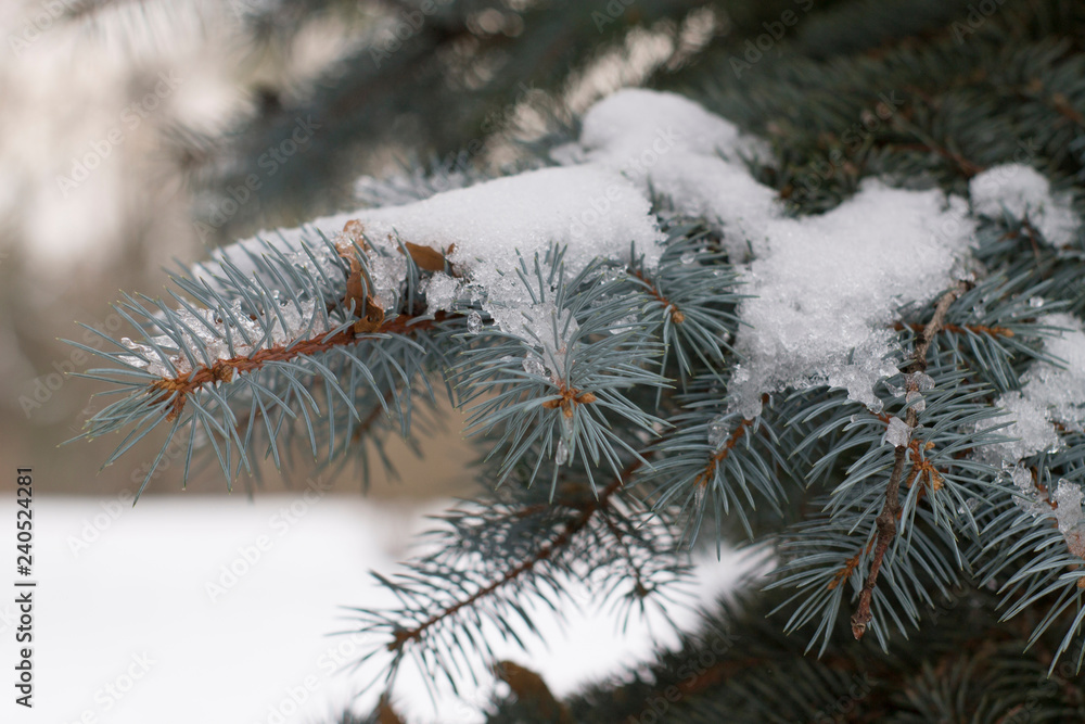 blue spruce in melted heavy snow with ice on artistically blurred background blue spruce in melted heavy snow with ice on artistically blurred background
