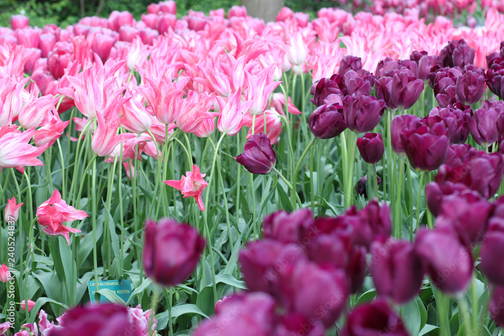 Blooming tulips in Keukenhof park in Netherlands, Europe Blooming tulips in Keukenhof park in Netherlands, Europe