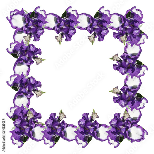 Fototapeta Naklejka Na Ścianę i Meble -  Beautiful pattern of blue irises 