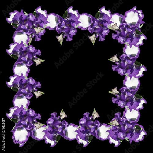 Fototapeta Naklejka Na Ścianę i Meble -  Beautiful pattern of blue irises 