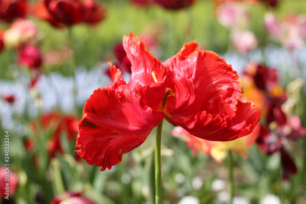 Blooming tulips in Keukenhof park in Netherlands, Europe Blooming tulips in Keukenhof park in Netherlands, Europe