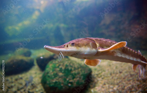 A young sturgeon swims in the water.