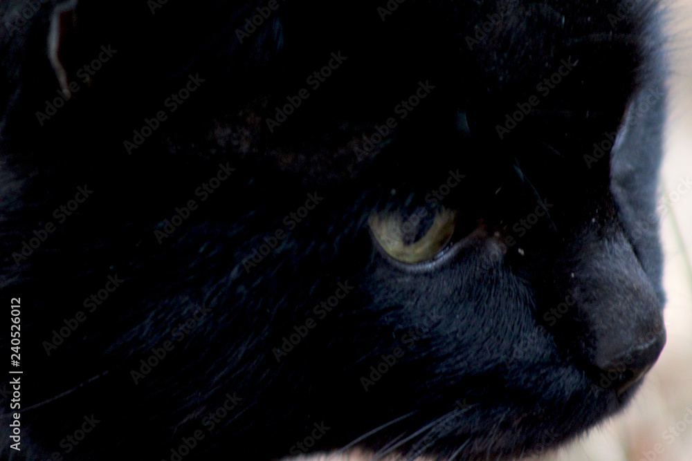 cat cat