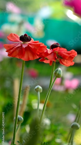 red poppy flower in garden SHOT AT BANDIPORA, J&K, INDIA
