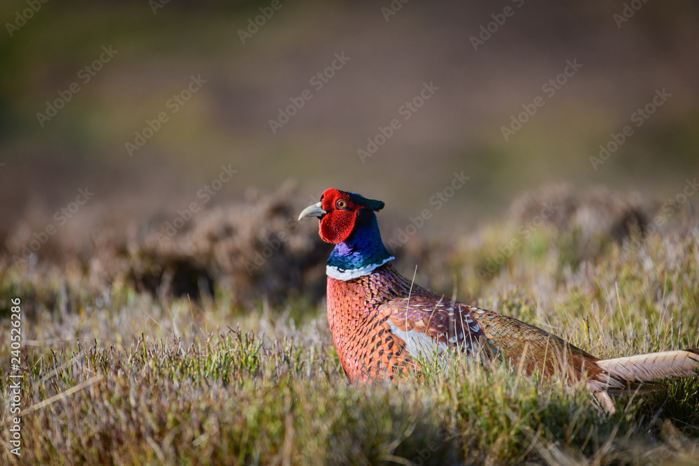 Fototapeta premium Wild Ring-necked Pheasant walking through natural habitat of reeds and grasses on moorland in Yorkshire Dales, UK