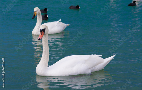Animals, landscape sea, swans