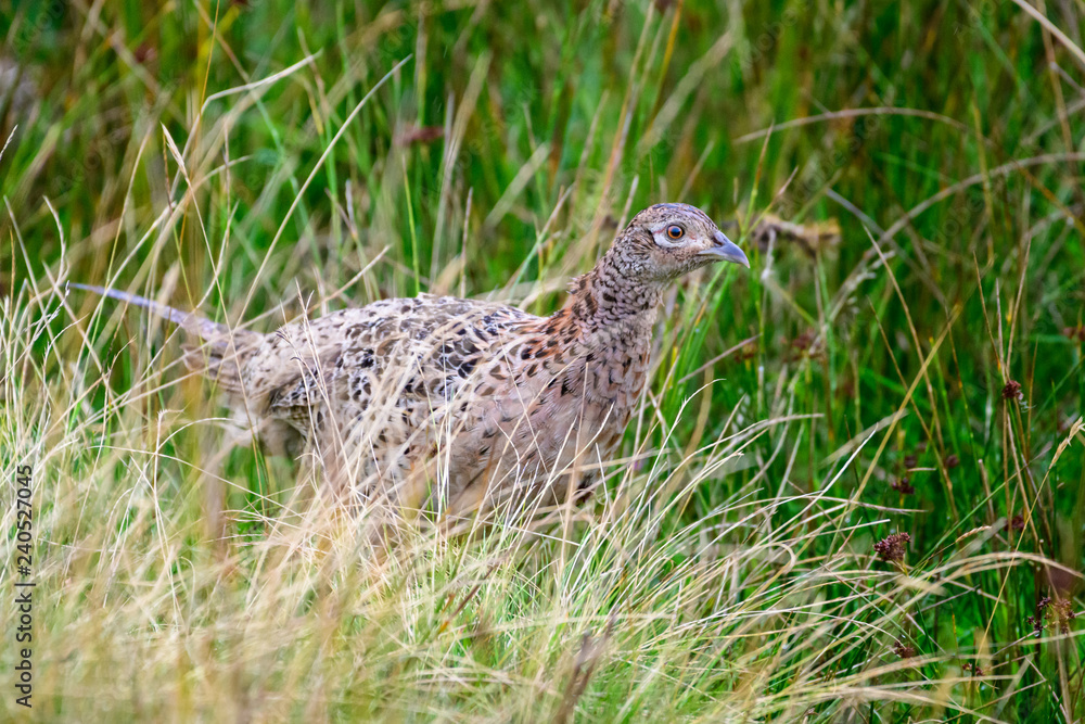 Wild Ring-necked Pheasant walking through natural habitat of reeds and grasses on moorland in Yorkshire Dales, UK Wild Ring-necked Pheasant walking through natural habitat of reeds and grasses on moorland in Yorkshire Dales, UK