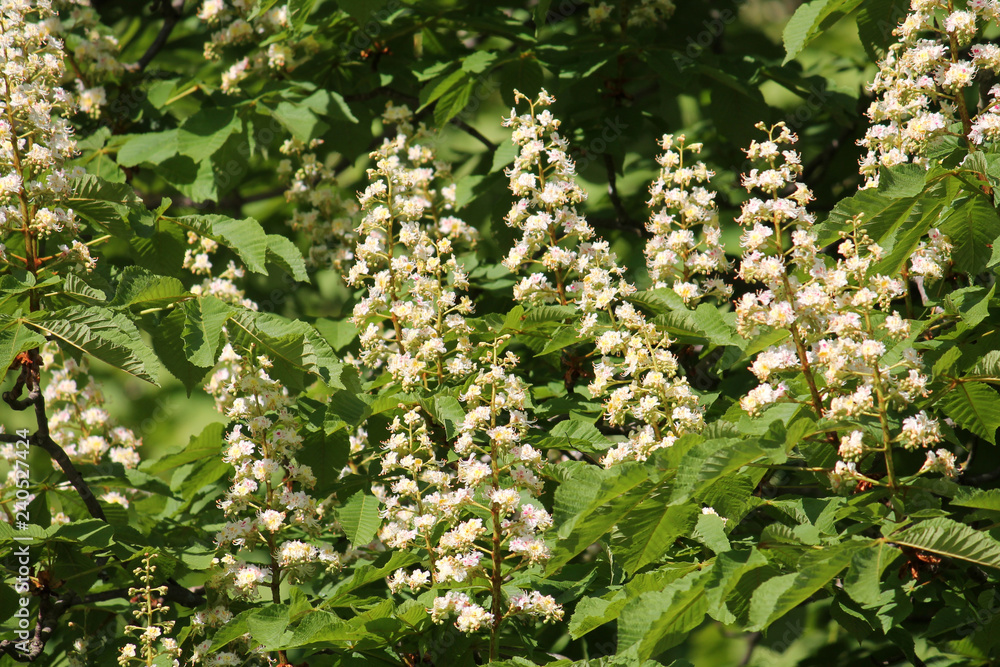 White flowers and green leaves of Horse chestnut or Aesculus hippocastanum White flowers and green leaves of Horse chestnut or Aesculus hippocastanum