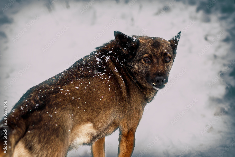 Naklejka premium winter, a lot of snow. Local stray dog. plaintive look. there is tonirovapny and close-up
