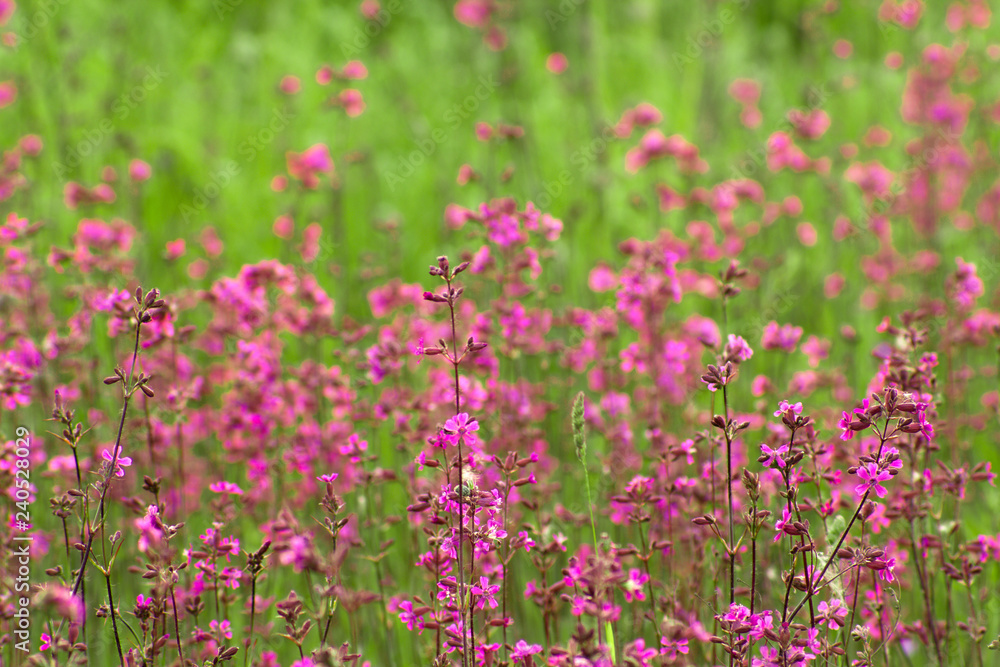 Beautiful purple flowers and green grass background Beautiful purple flowers and green grass background