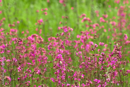 Beautiful purple flowers and green grass background