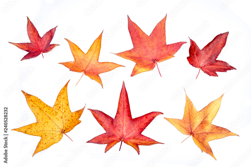 Colorful autumn maple leaves isolated on white background. Colorful autumn maple leaves isolated on white background.