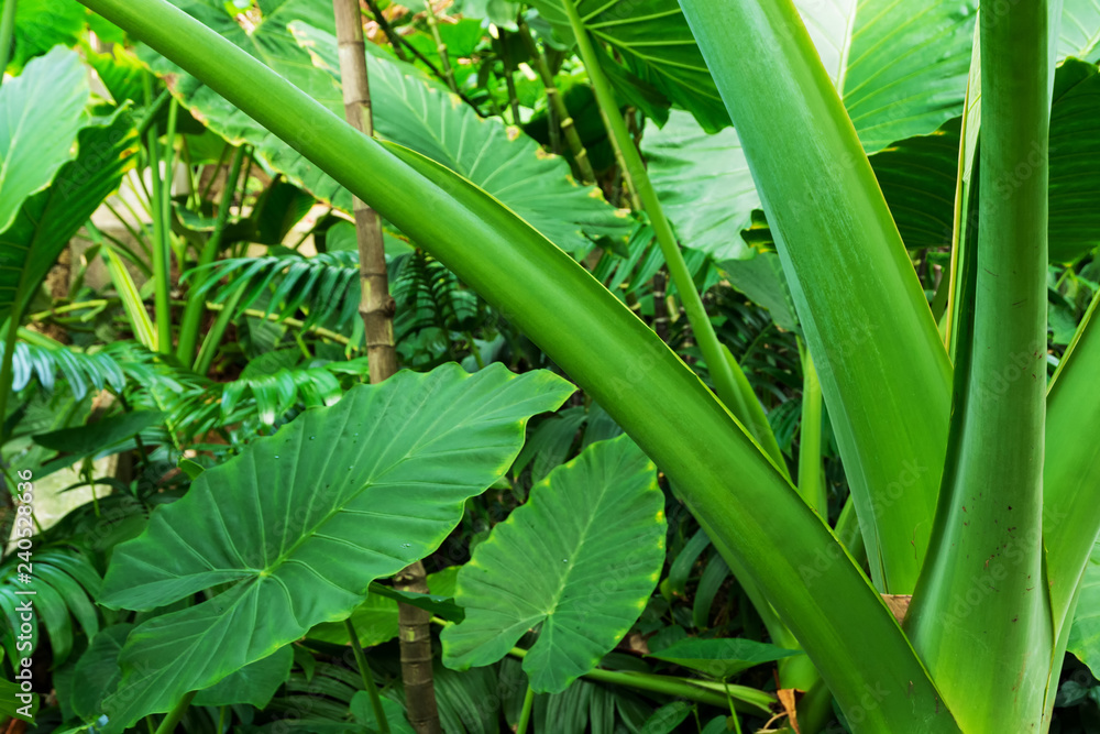 Obraz premium Tropical plants in Royal Botanic Gardens, Kew ( Richmond )