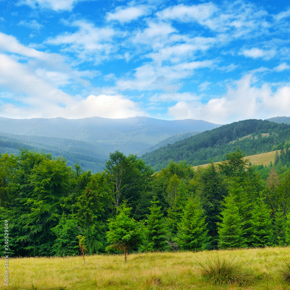 Slopes of mountains, coniferous trees and clouds in the sky. Picturesque and gorgeous scene.