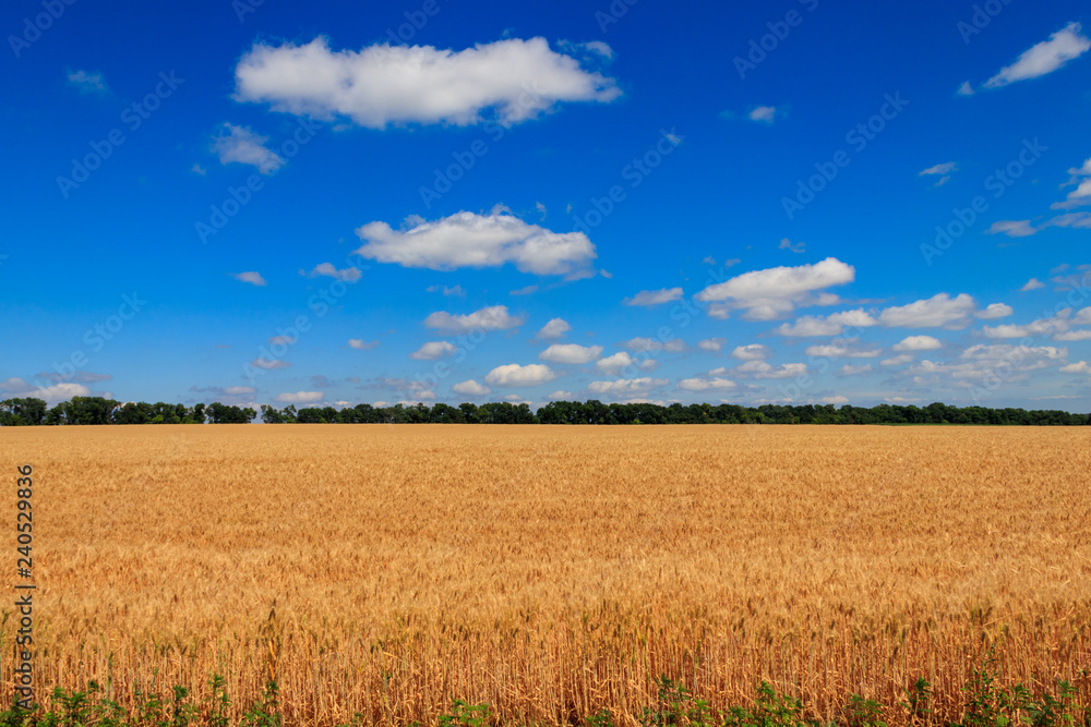 Field of ripe golden wheat