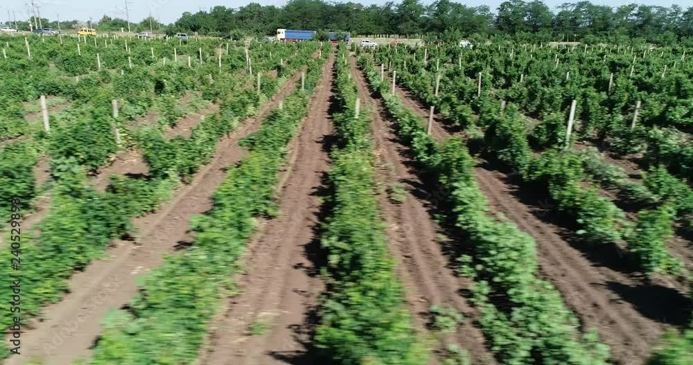 plantation of wine grape plantation of wine grape