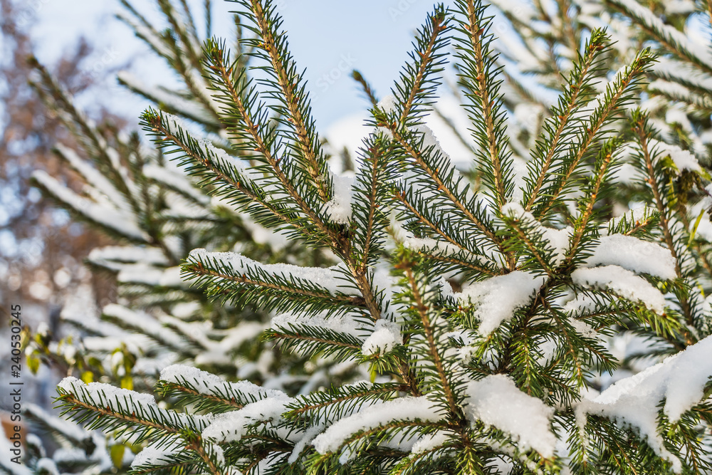 A branch of green fir tree with white snow is for Christmas decoration A branch of green fir tree with white snow is for Christmas decoration