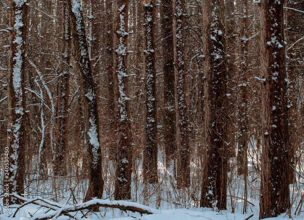 Fototapeta premium 483-40 Snow Dusted Forest