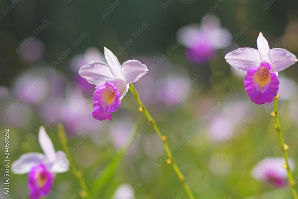 White and purple small orchids arundina dwarf on a blurred background. White and purple small orchids arundina dwarf on a blurred background.