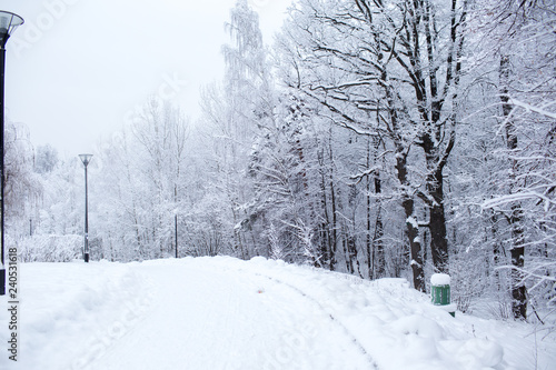 Winter trees in Russia © _chupacabra_