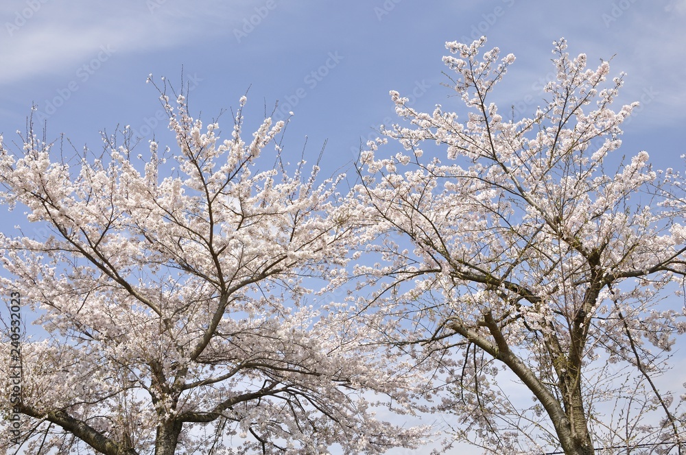 満開の桜 満開の桜