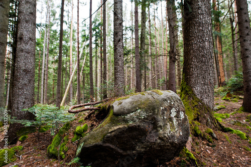 Large stones of rocks at wet forest in Carpathian mountains. photo