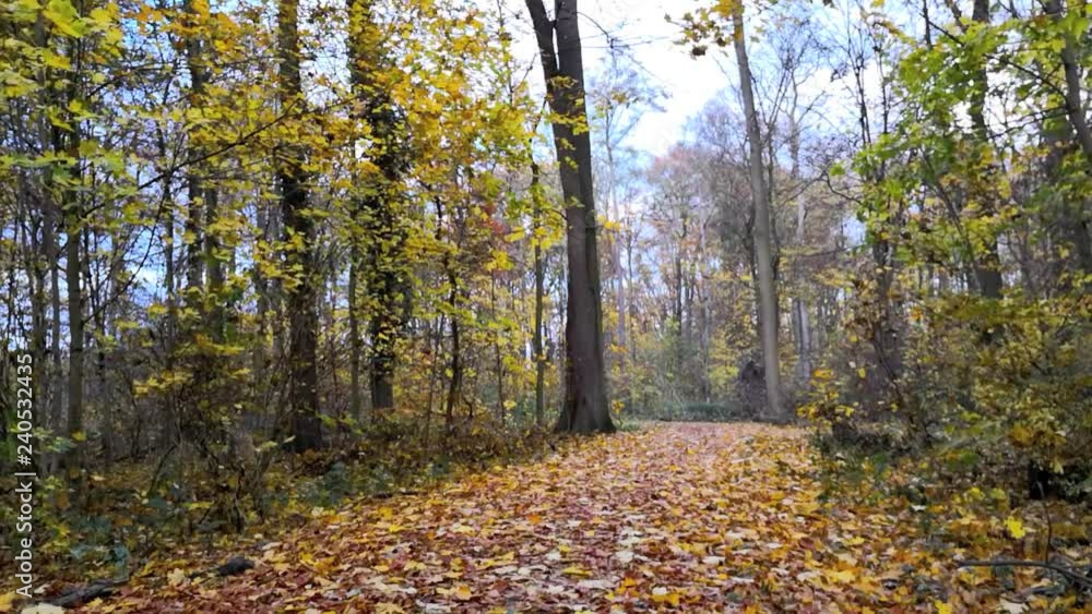 Falling leaves in the forest in autumn Falling leaves in the forest in autumn