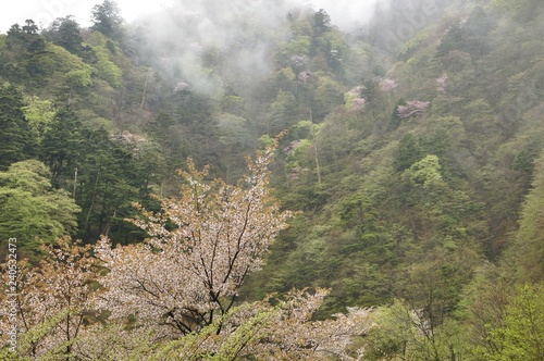 新緑と雨の中の山桜