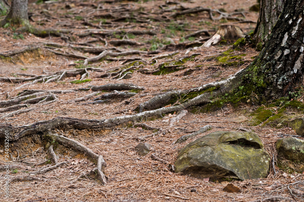 Green forest with roots of trees in Carpathians mountains. Green forest with roots of trees in Carpathians mountains.