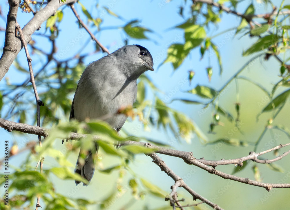 Fototapeta premium blackcap male