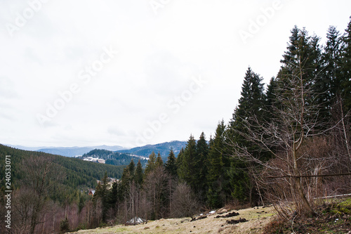 Pine trees forest trees in Carpathian mountains.