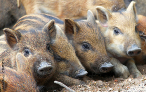 Funny baby pigs (Central European wild boar) © katoosha