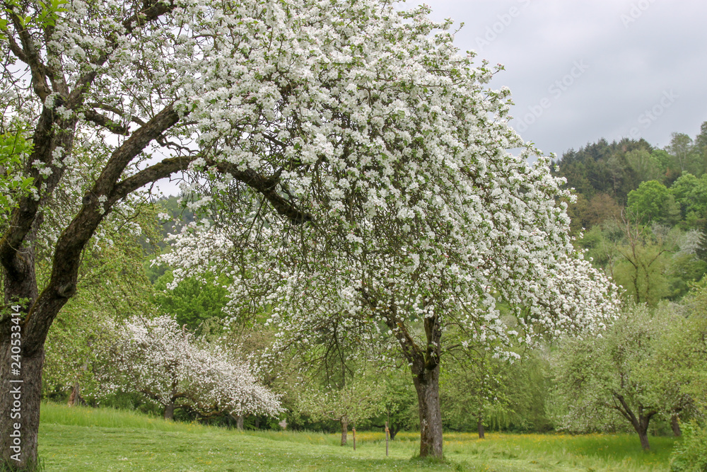 Naklejka premium Blooming apple trees in spring on field in germany