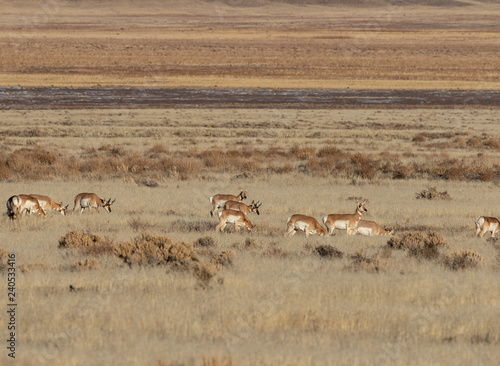 Herd of Pronghorn Antelope