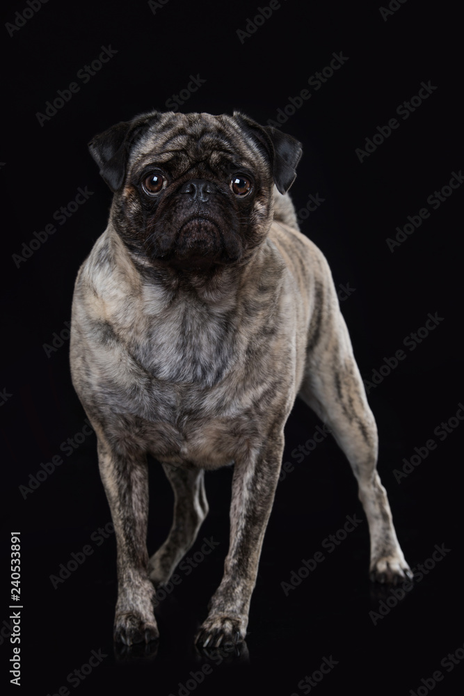 Adult pug standing on black background and looking to the camera Adult pug standing on black background and looking to the camera