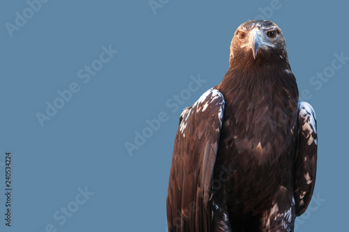 Spanish imperial eagle. or Aquila adalberti. Isolated over blue photo