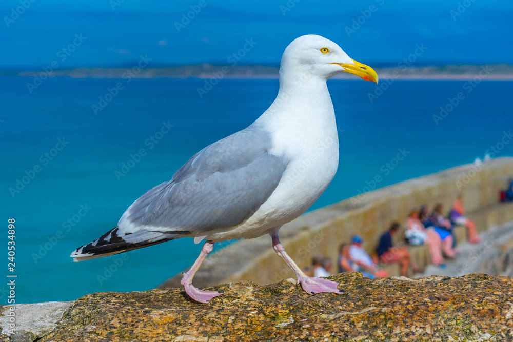 St. Ives, Cornwall,England, UK in the summer. Sea gull on a stone wall. St. Ives, Cornwall,England, UK in the summer. Sea gull on a stone wall.