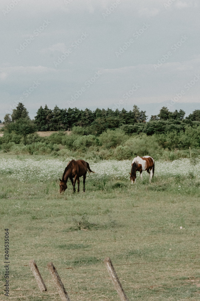 Obraz premium wild horses in the countryside of Argentina