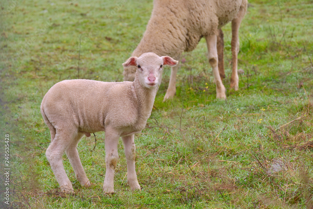 Naklejka premium Lamb grazing with his mother sheep in the pasture