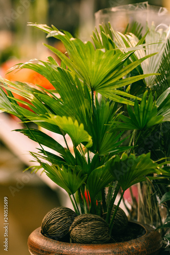plant in pot