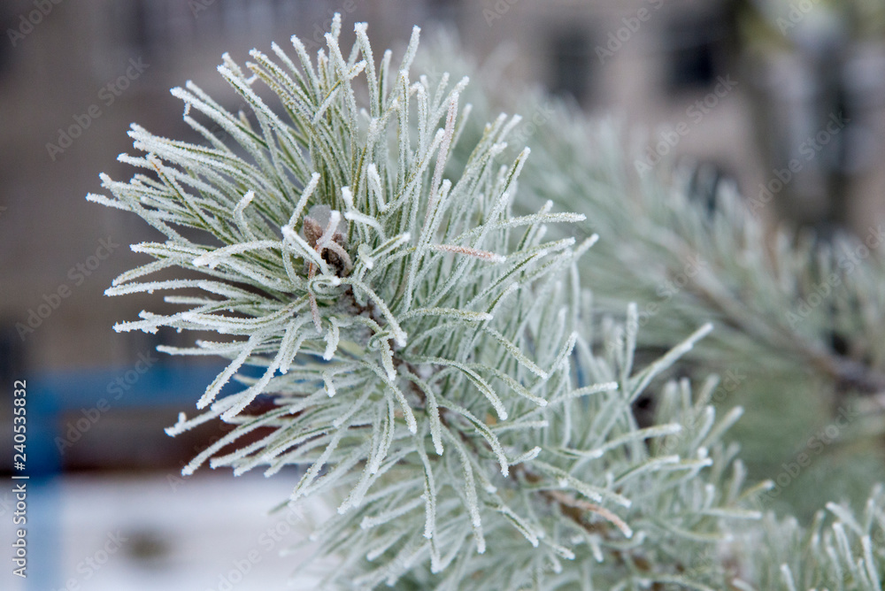 Sprig of frozen green beautiful pine, close-up