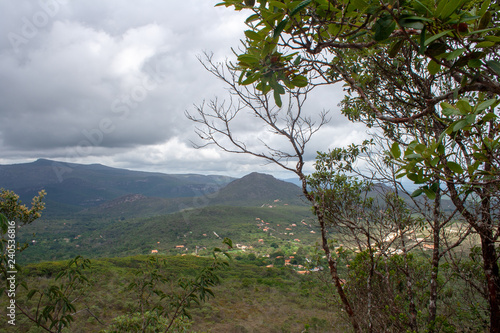 tree in mountains