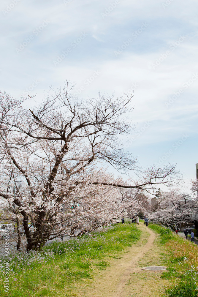 Cherry blossoms in Futakotamagawa town Cherry blossoms in Futakotamagawa town