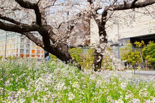 Cherry blossoms in Futakotamagawa town photo