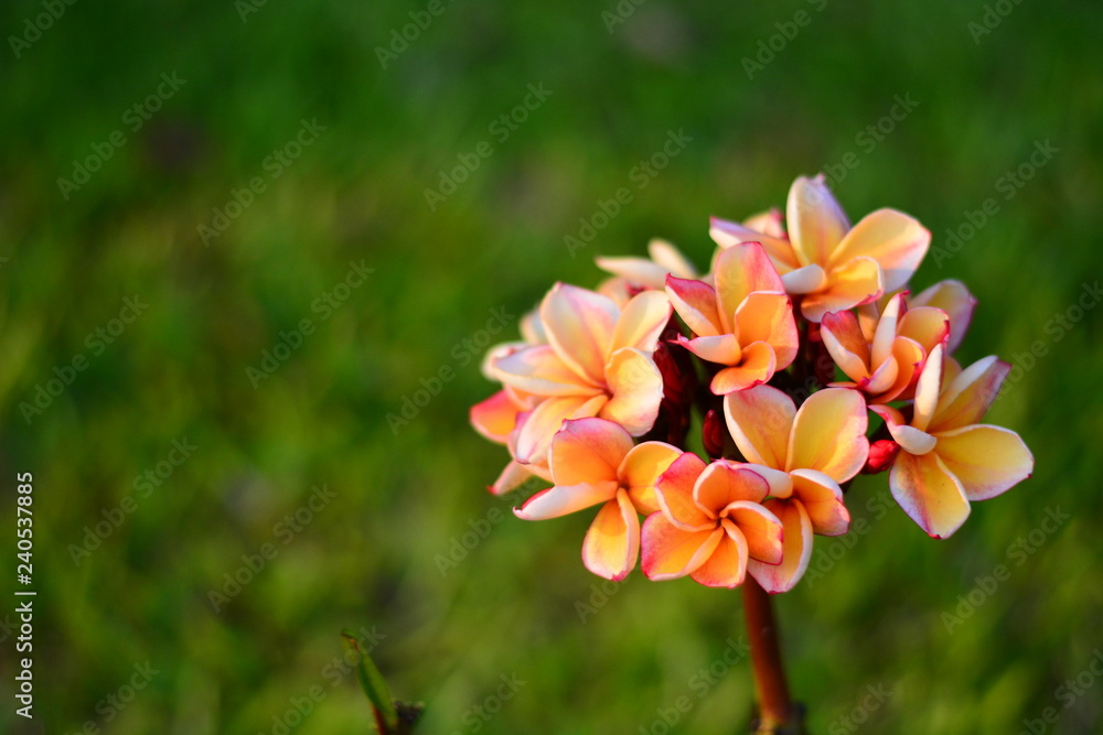Fototapeta premium Frangipani On green grass