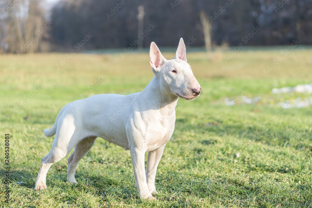 Portrait photo of white bull terrier outdoors on a sunny day Portrait photo of white bull terrier outdoors on a sunny day