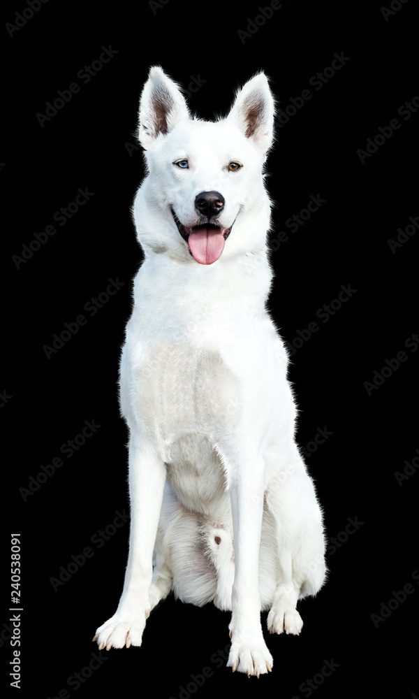 Sibirian Husky in weiß, Rüde mit verschiedener Augenfarbe in braun und blau, schwarzer Hintergrund, Freisteller Sibirian Husky in weiß, Rüde mit verschiedener Augenfarbe in braun und blau, schwarzer Hintergrund, Freisteller