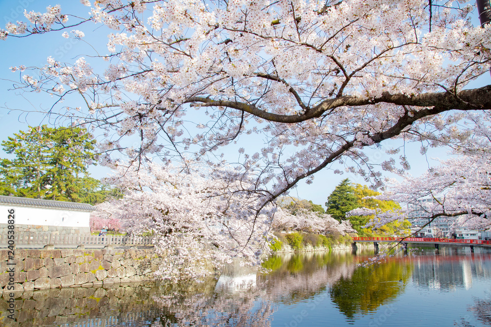 Odawara castle in cherry blossoms Odawara castle in cherry blossoms